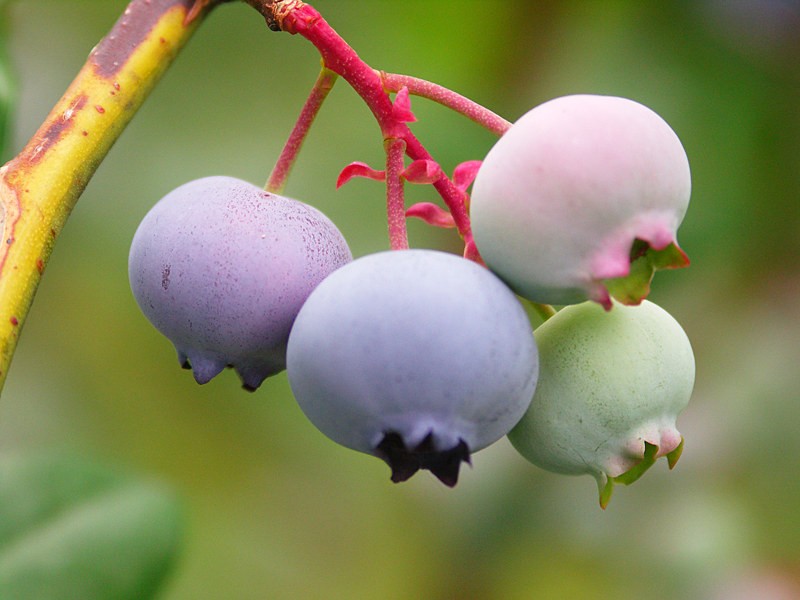 Low Maintenance Fruit Trees Uk