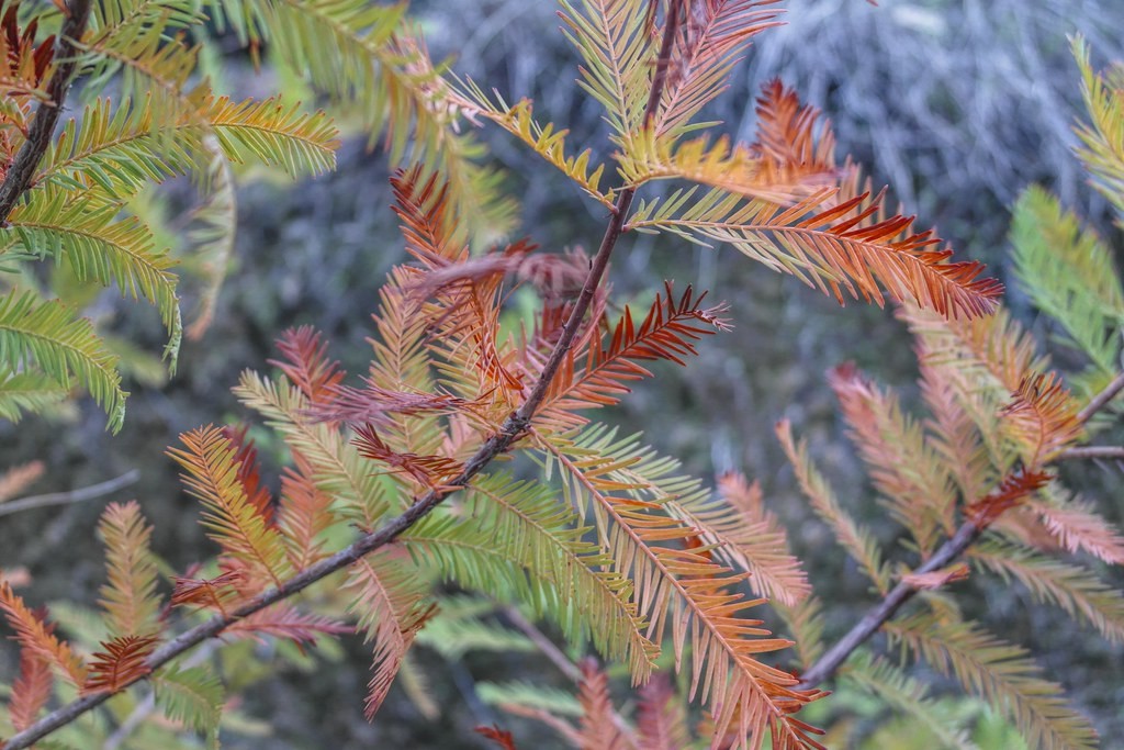Trees That Grow in Coastal Areas
