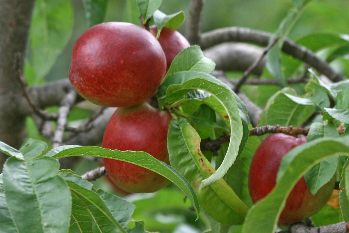 Low Maintenance Fruit Trees Uk