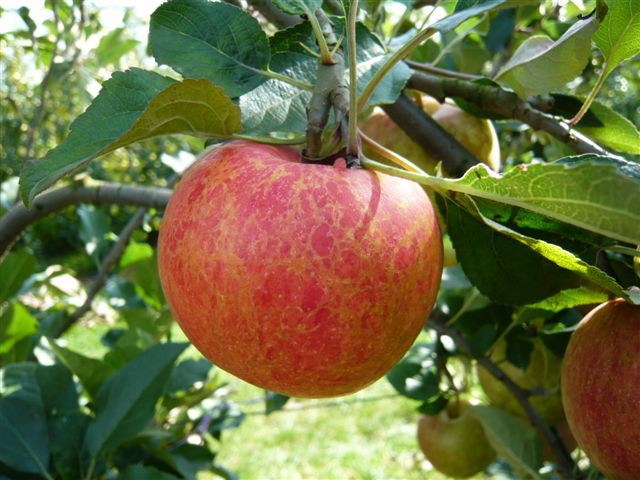 Can Apple Trees Grow in Florida - 7 Best Options Here 2 Anna Apple