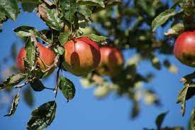What is the Best Time to Fertilize Fruit Trees