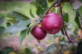 Fast Growing Fruit Trees Uk