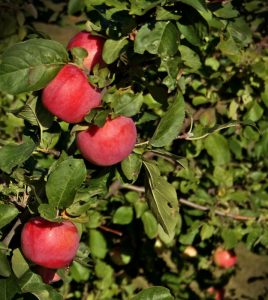4 Best Fruit Trees for Northern England 1 Best Fruit Trees for Northern England