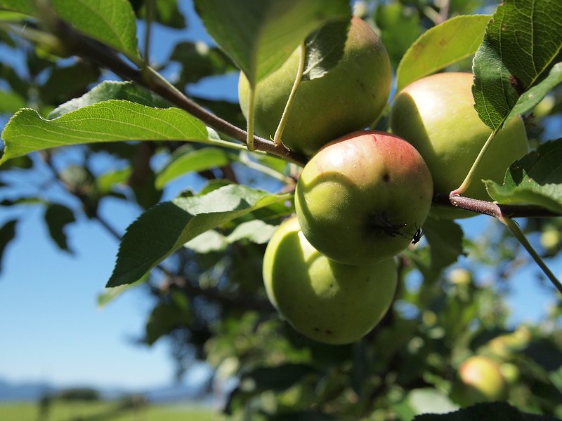 Best Fruit Trees for Small Gardens Uk