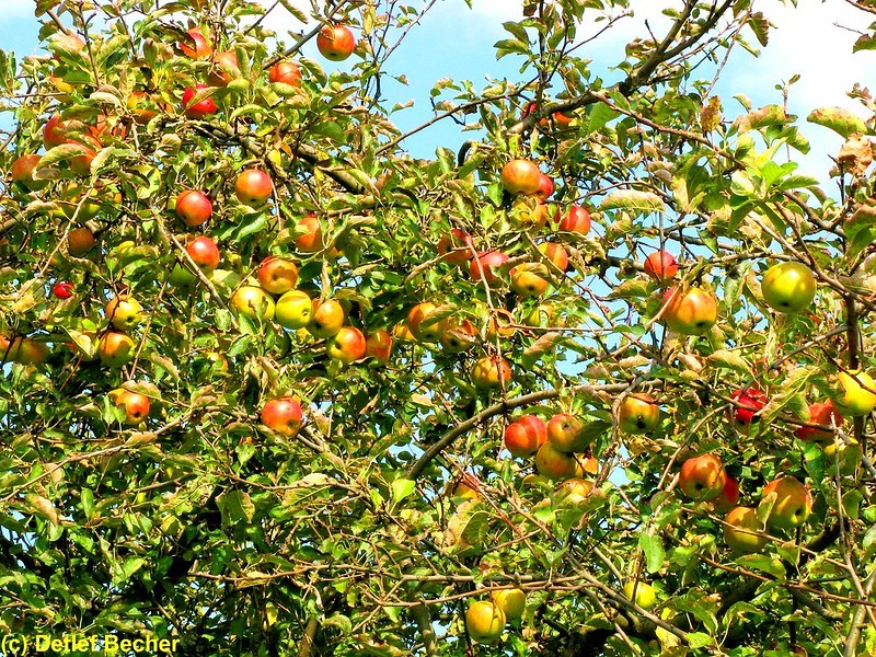 Best Fruit Trees for Western Washington