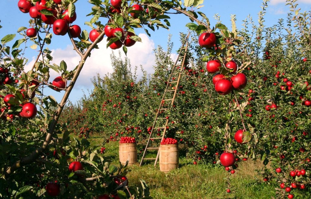 Apple Tree In Florida