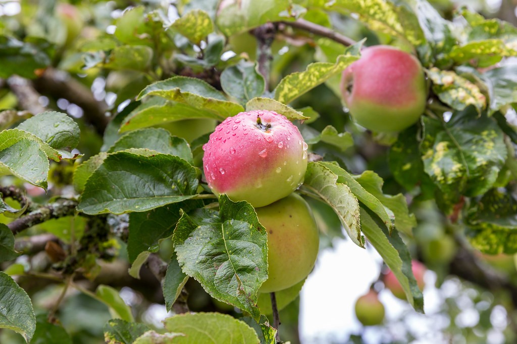 best fruit trees for North East England