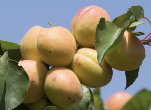 6 Best Low Maintenance Fruit Trees Nz With Caring Tips 7 Apricot Trees