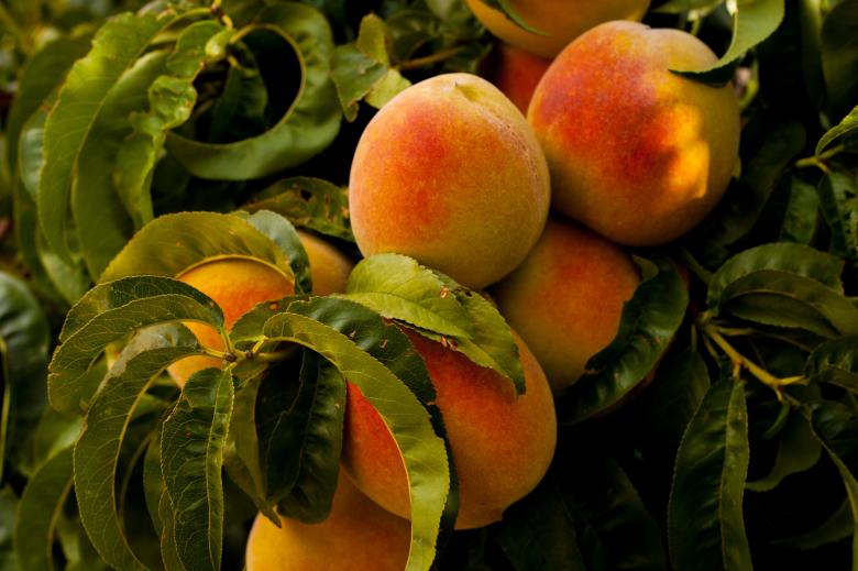 Fast Growing Fruit Trees Uk