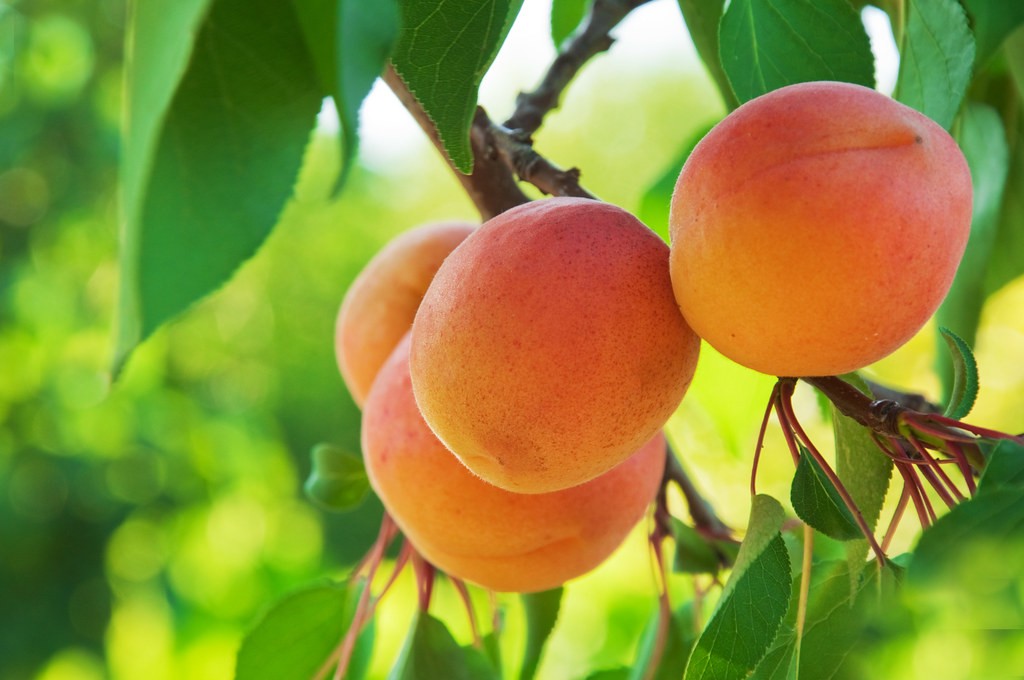 evergreen fruit trees Uk