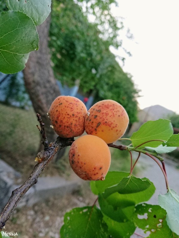 Apricot Tree