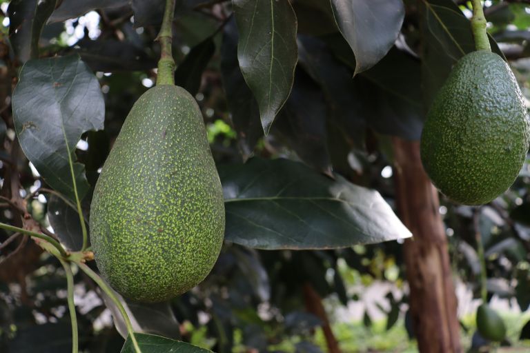 Fast Growing Fruit Trees Uk