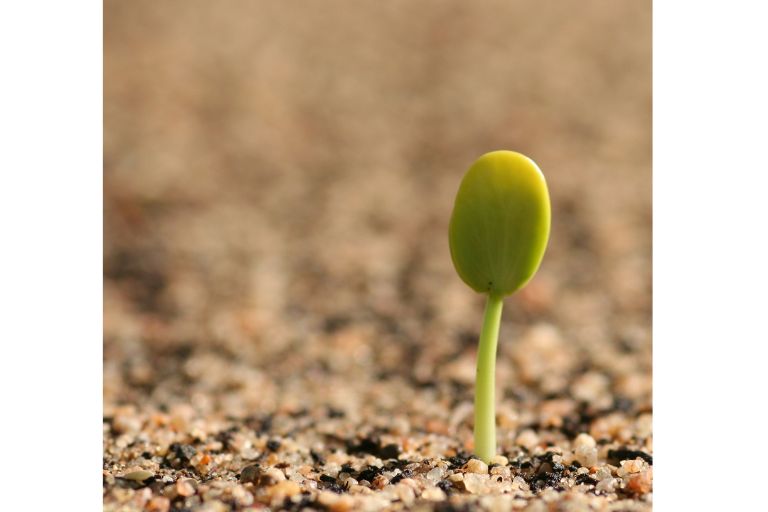 How to Plant Apple Tree from Seed