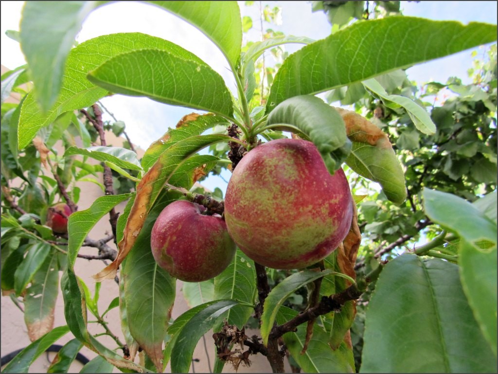 Best Fruit Trees To Grow In North Georgia