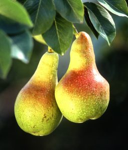 5 Best Fruit Trees to Grow in Sydney 3 Best Fruit Trees to Grow in Sydney.