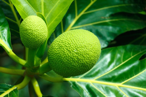 Fast Growing Fruit Trees Uk