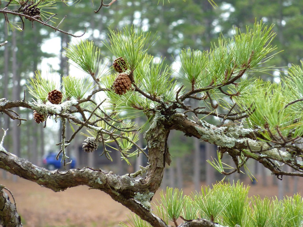 evergreen fruit trees Uk