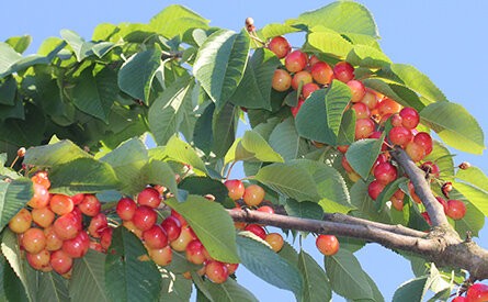 best fruit trees for North East England