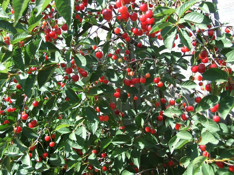 best fruit trees to grow in victoria