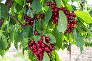 what fruit trees grow in seattle