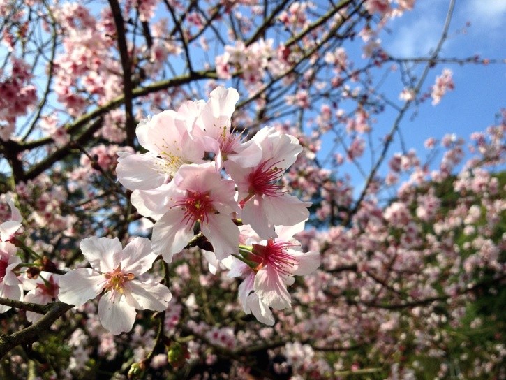 best fruit trees for North East England