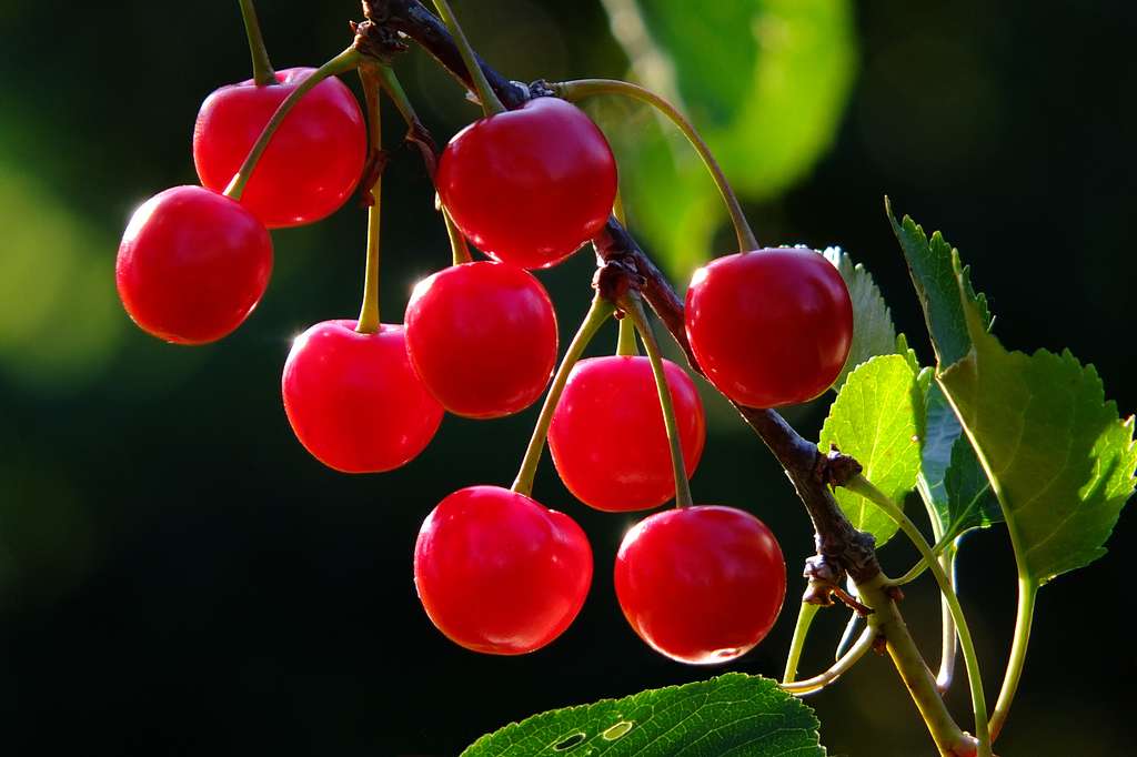 Fast Growing Fruit Trees Uk