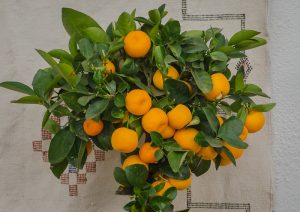Best Fruit Trees to Grow in Sydney.