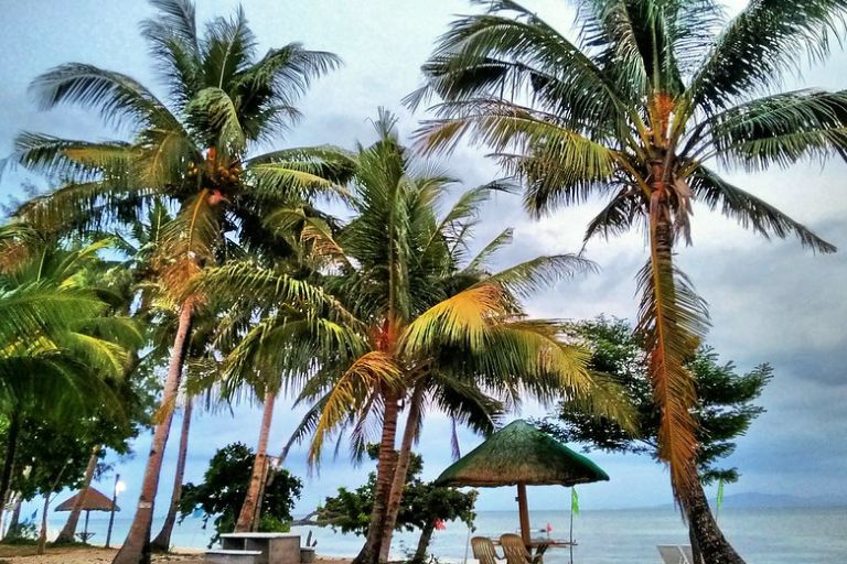 trees that grow in coastal areas