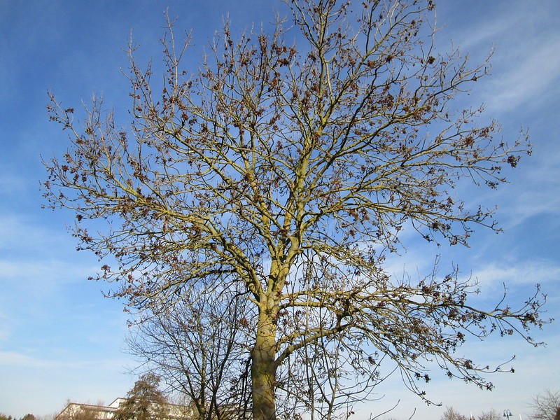 Trees for Windy Coastal Areas Uk