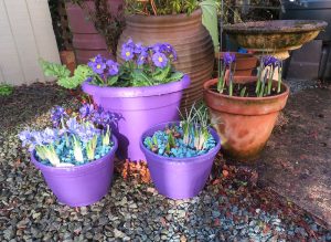 5 Methods of Planting Fruit Trees