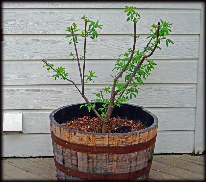 5 Methods of Planting Fruit Trees