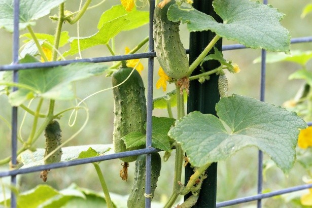 Fast Growing Fruit Trees Uk