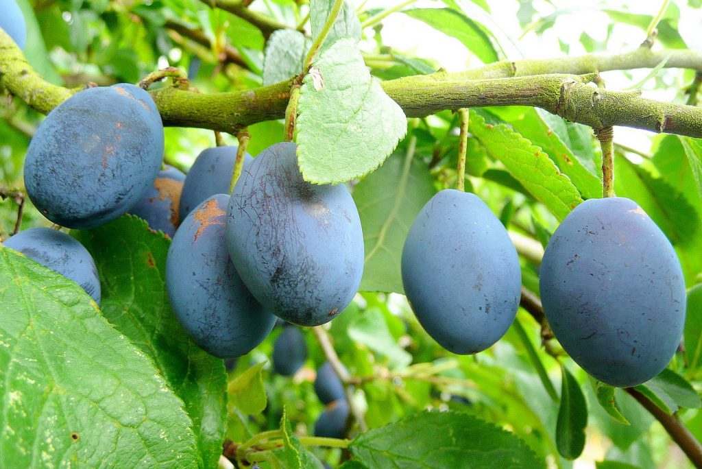Fast Growing Fruit Trees Uk
