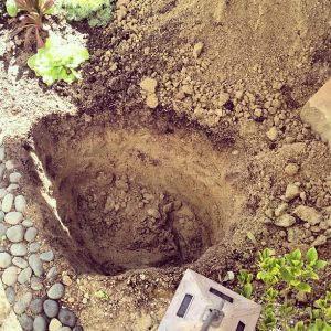 5 Methods of Planting Fruit Trees - The Complete Guide 2 5 Methods of Planting Fruit Trees