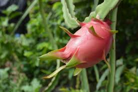 Fast Growing Fruit Trees Uk