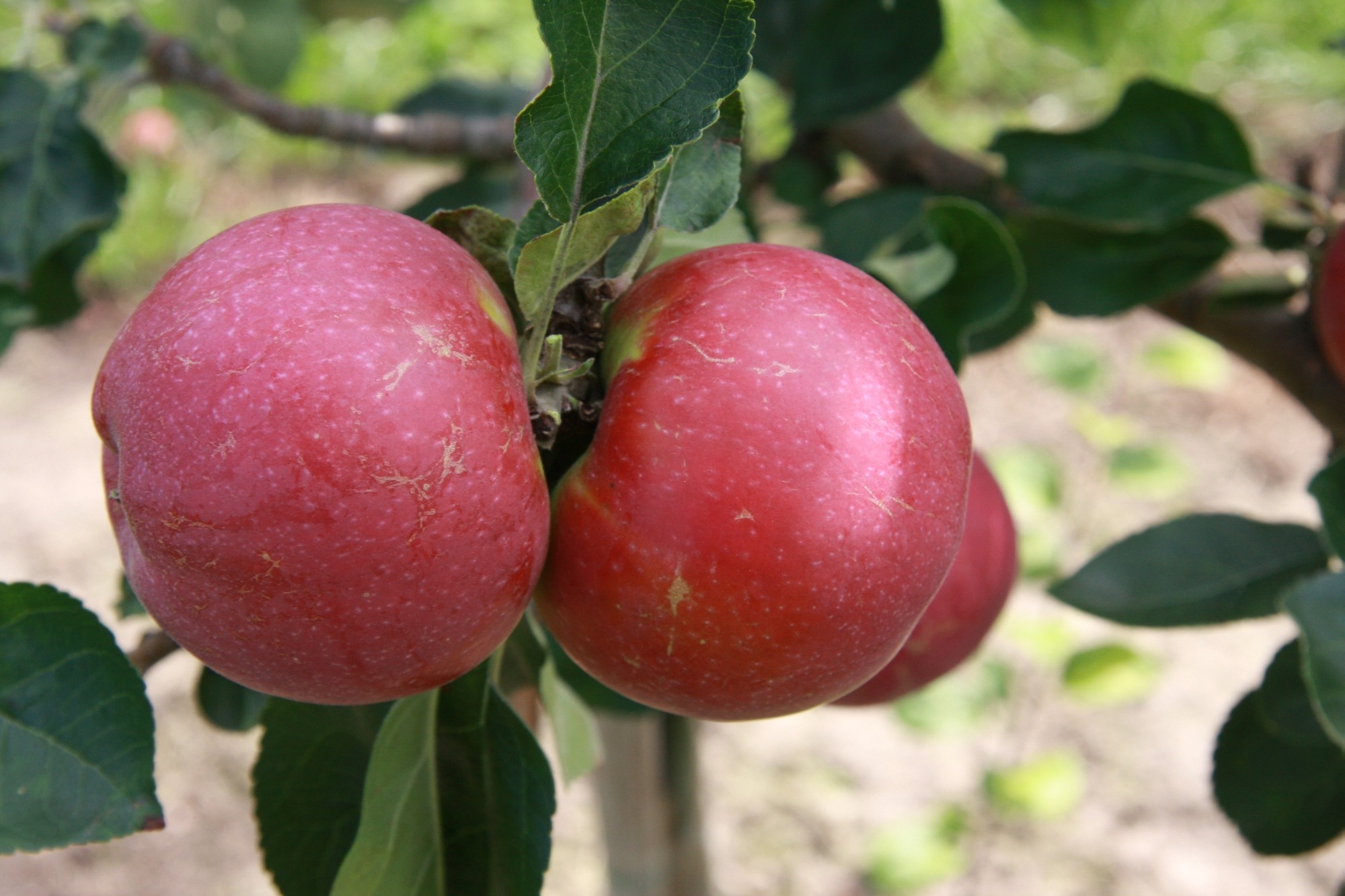 Can Apple Trees Grow in Florida - 7 Best Options Here 4 Enterprise Apple