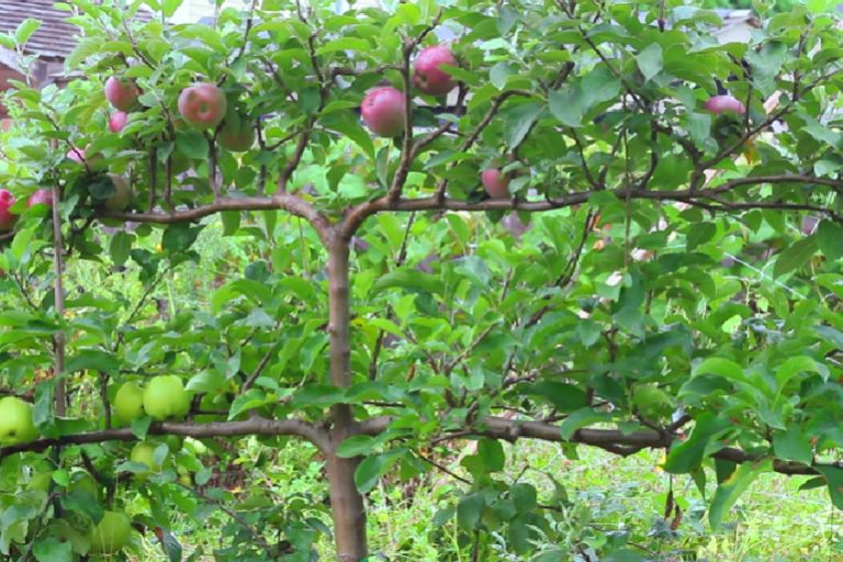 5 Methods of Planting Fruit Trees - The Complete Guide 11 5 Methods of Planting Fruit Trees