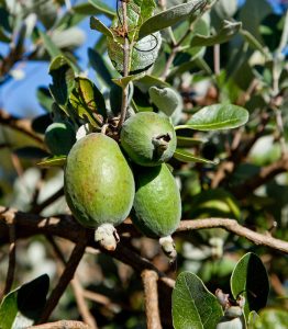 Best Fruit Trees to Grow in Sydney.