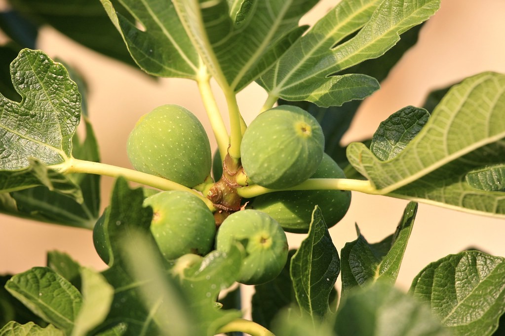 evergreen fruit trees Uk