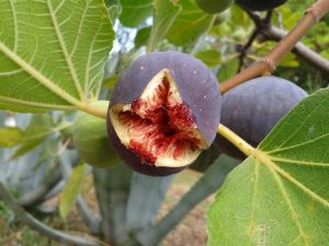 6 Best Low Maintenance Fruit Trees Nz With Caring Tips 9 Fig Trees