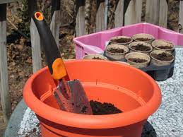 How to Plant Apple Tree from Seed