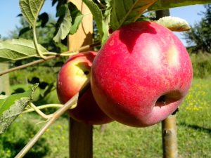 what fruit trees grow in seattle
