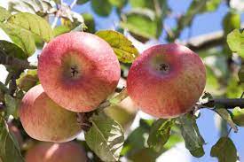 Can Apple Trees Grow in South Florida - 6 Varieties Thrive Easily 5 Fuji apples