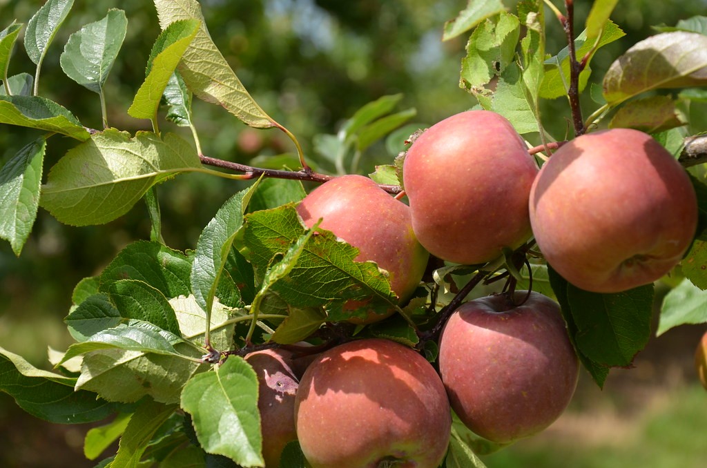 Can Apple Trees Grow in Florida - 7 Best Options Here 6 Fuji apples