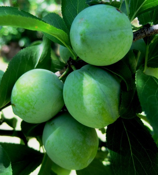 Fast Growing Fruit Trees Uk