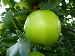 Can Apple Trees Grow in South Florida - 6 Varieties Thrive Easily 3 Granny Smith Apple
