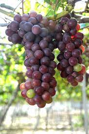 what fruit trees grow in seattle