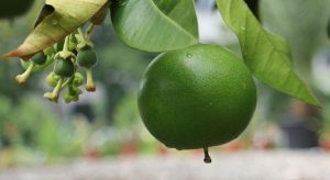 6 Best Low Maintenance Fruit Trees Nz With Caring Tips 6 Grapefruit trees