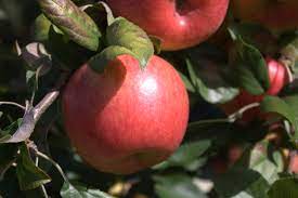 Can Apple Trees Grow in South Florida - 6 Varieties Thrive Easily 1 Honeycrisp Apple