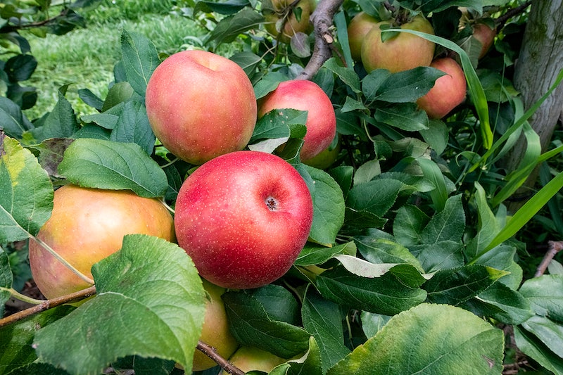 Can Apple Trees Grow in Florida - 7 Best Options Here 8 Honeycrisp apples
